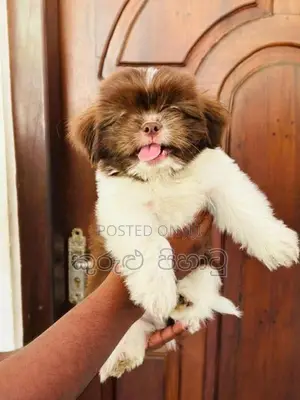 Shih Tzu Puppies
