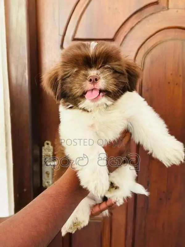 Shih Tzu Puppies