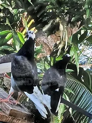 Timing Pigeon