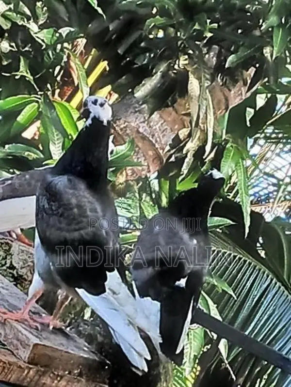 Timing Pigeon