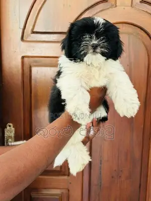 Shih Tzu Puppies