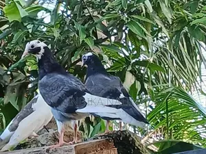 Timing Pigeon