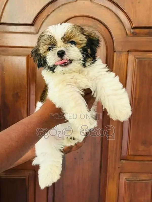 Shih Tzu Puppies