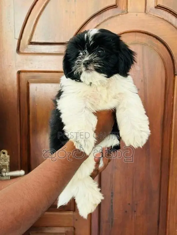 Shih Tzu Puppies