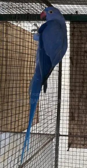 Blue Ring Neck Breeding Pairs