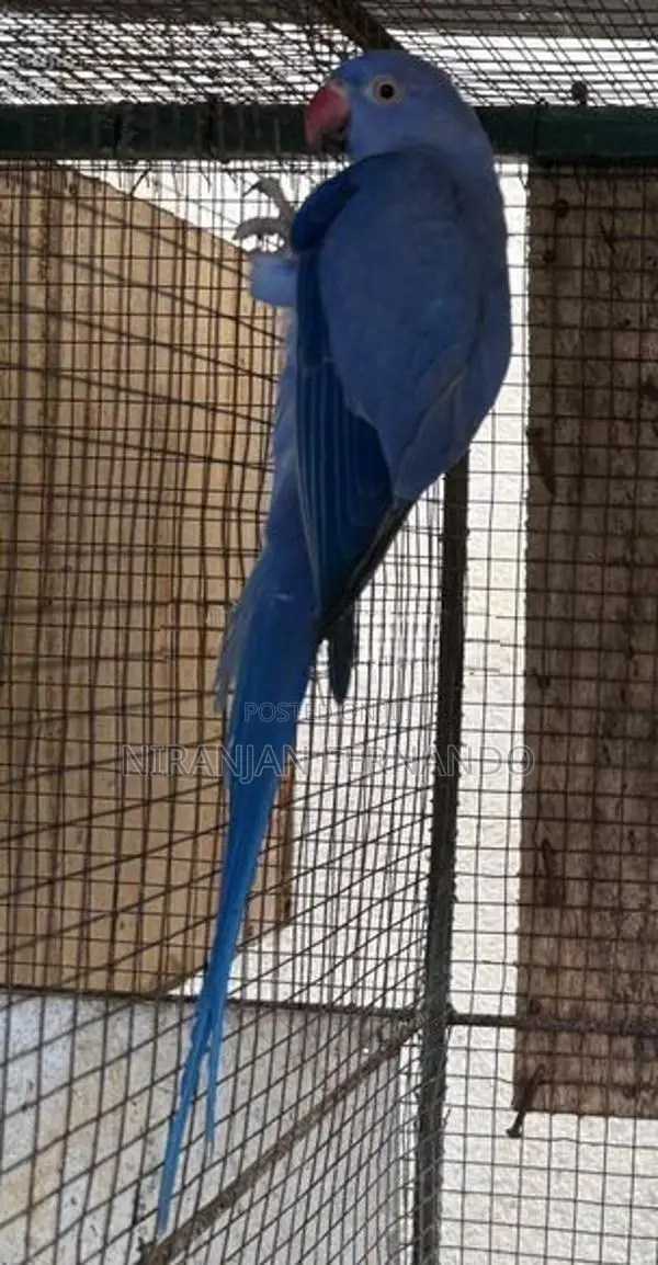 Blue Ring Neck Breeding Pairs