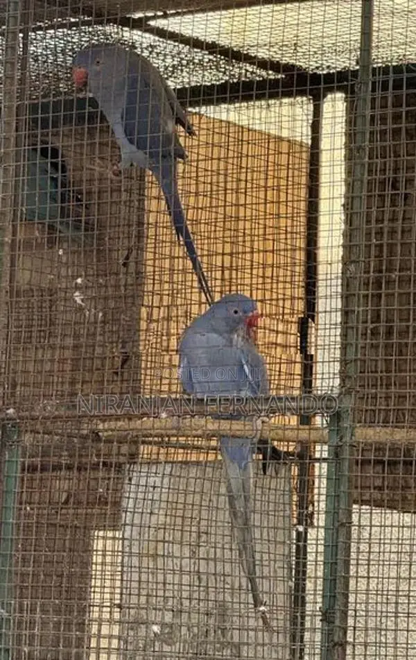 Blue Ring Neck Breeding Pairs