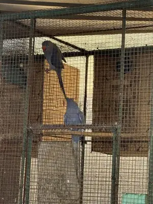 Blue Ring Neck Breeding Pairs