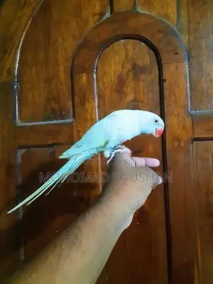 Ring Neck Parrot