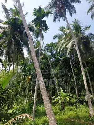 Valuable 504 P Agree Culture Land For Sale Matara Beliatta