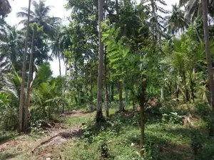 Valuable 504 P Agree Culture Land For Sale Matara Beliatta