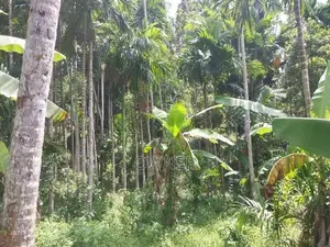 Valuable 504 P Agree Culture Land For Sale Matara Beliatta
