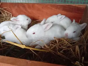 Male Rabbit