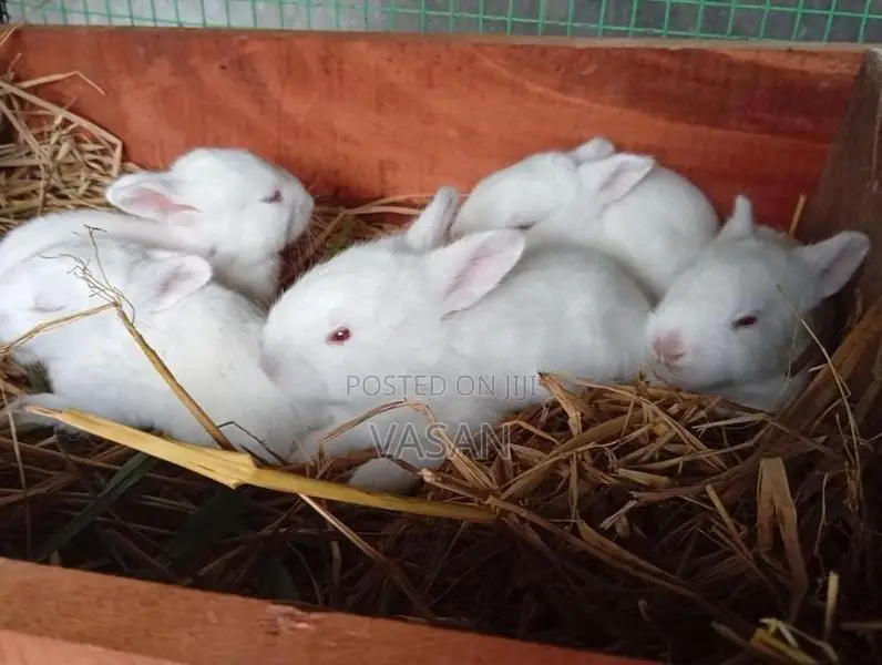Male Rabbit