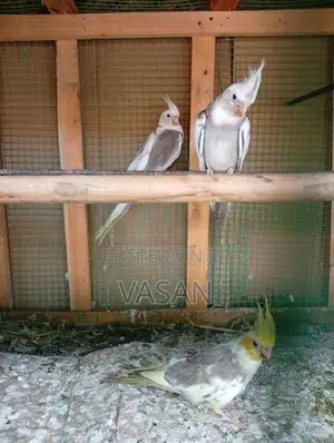 Cockatiel Bird
