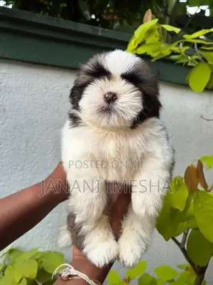 Shih Tzu Puppies