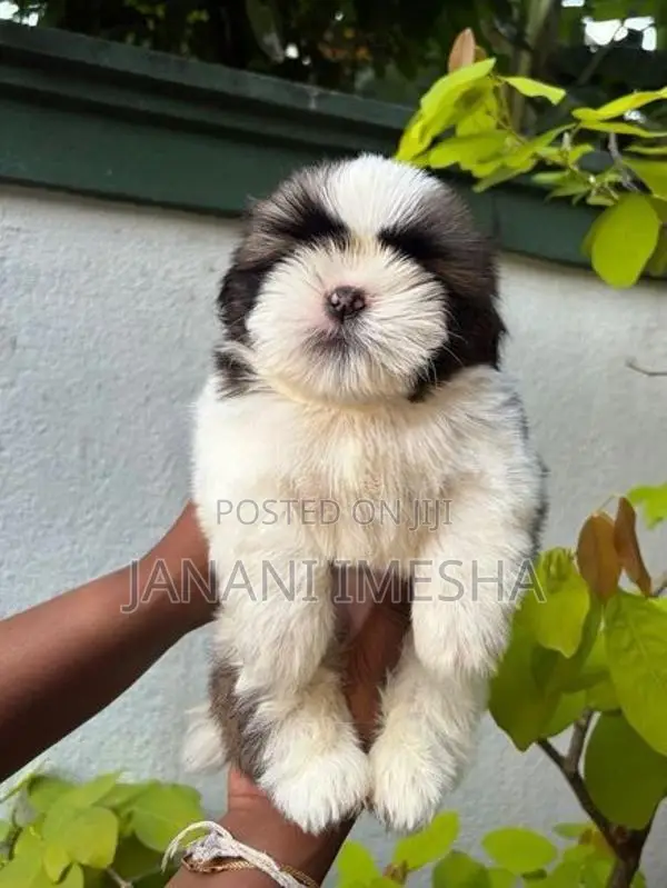 Shih Tzu Puppies