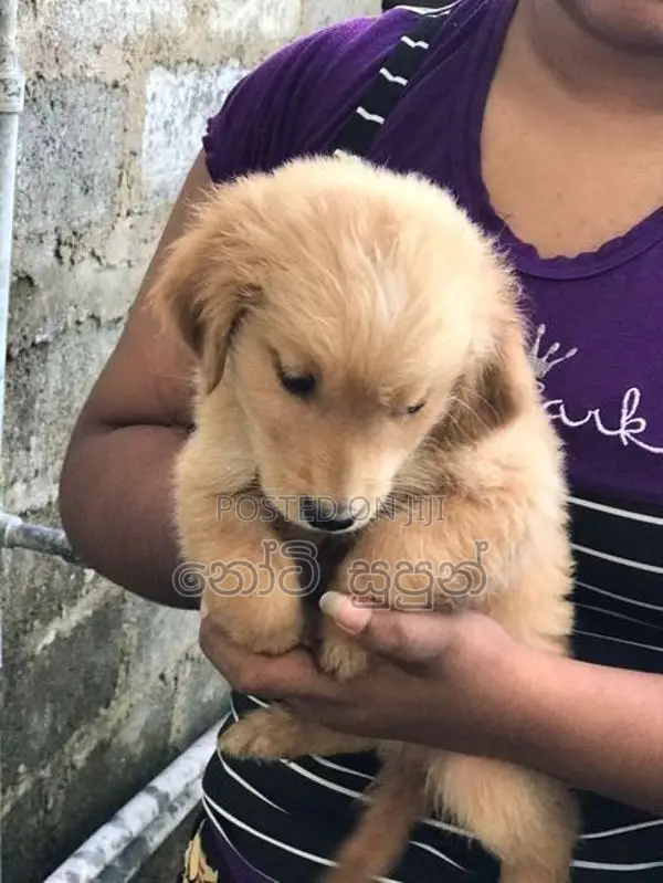 Golden Retriever Puppies