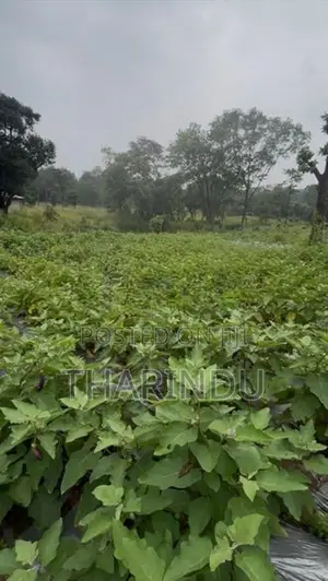 අගනා කෘෂිකාර්මික ඉඩම් විකිණීමට - මහියංගන