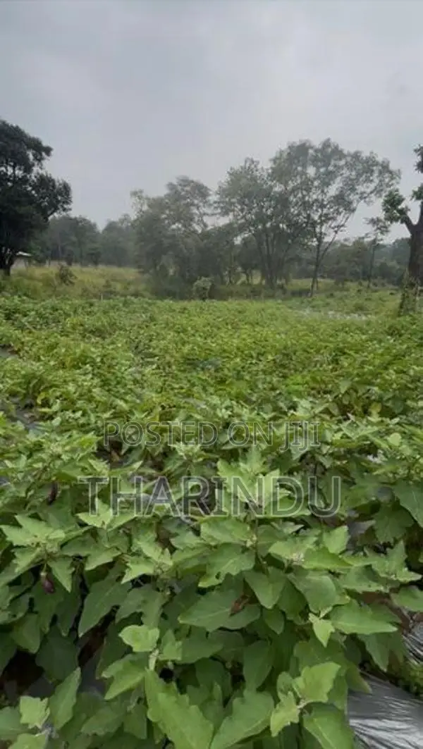 අගනා කෘෂිකාර්මික ඉඩම් විකිණීමට - මහියංගන