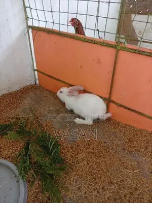 Male Rabbit