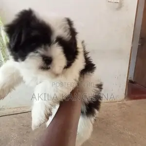 Shih Tzu Puppy