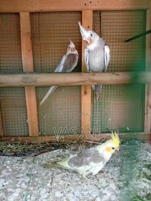 Cockatiel Bird