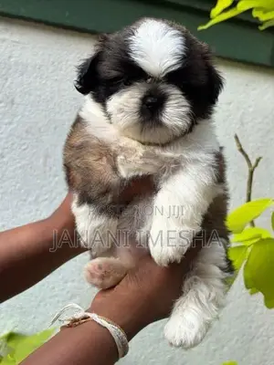 Shih Tzu Puppies
