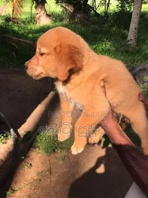 Golden Retriever Puppies