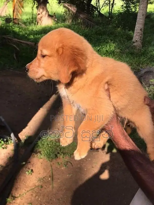 Golden Retriever Puppies