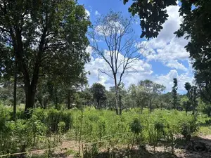 අගනා කෘෂිකාර්මික ඉඩම් විකිණීමට - මහියංගන