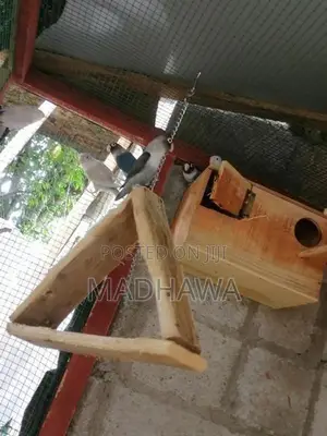 African Love Birds