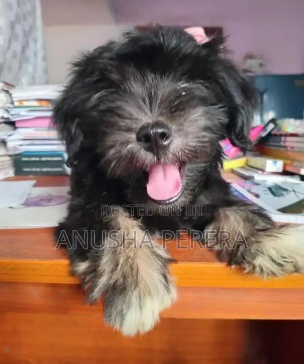 Shih Tzu Puppy