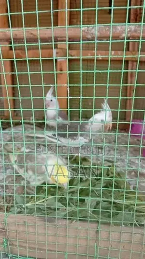 Cockatiel Bird