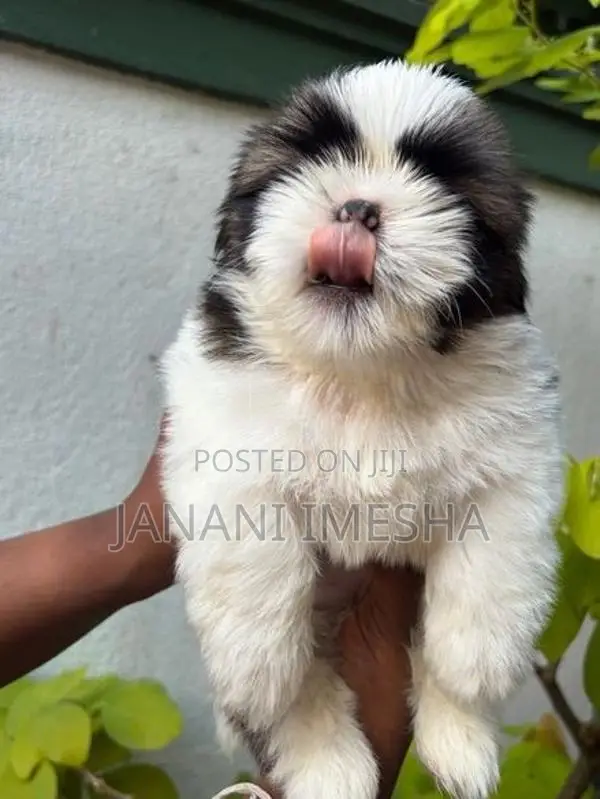 Shih Tzu Puppies