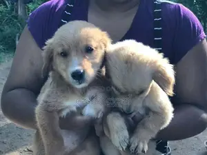 Golden Retriever Puppies