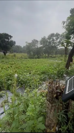 අගනා කෘෂිකාර්මික ඉඩම් විකිණීමට - මහියංගන