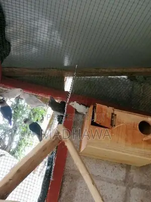 African Love Birds
