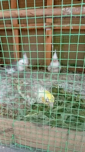 Cockatiel Bird