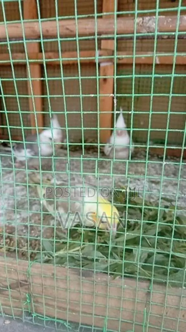 Cockatiel Bird