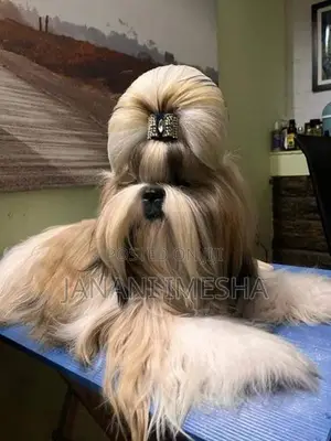 Shih Tzu Puppies