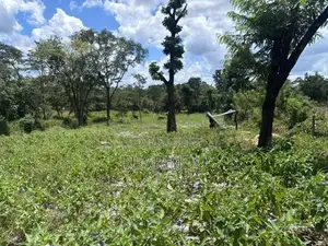 අගනා කෘෂිකාර්මික ඉඩම් විකිණීමට - මහියංගන