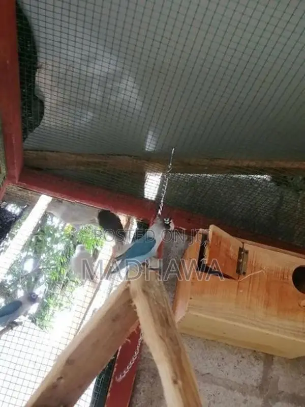 African Love Birds