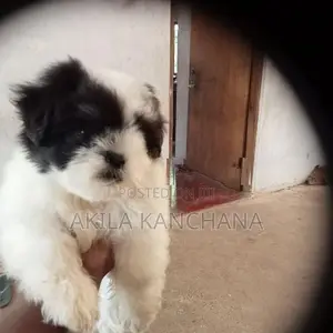 Shih Tzu Puppy