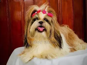 Shih Tzu Puppies