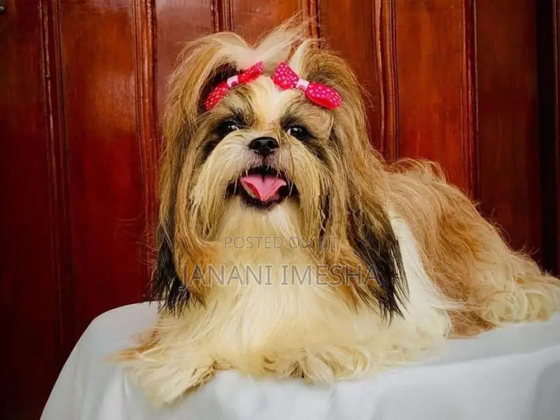 Shih Tzu Puppies