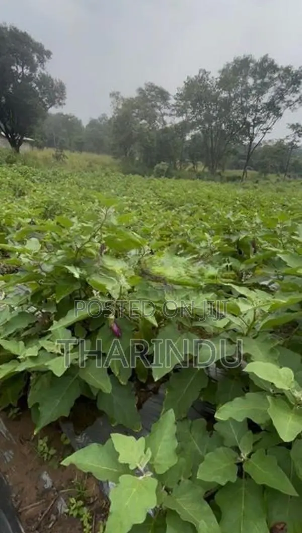 අගනා කෘෂිකාර්මික ඉඩම් විකිණීමට - මහියංගන