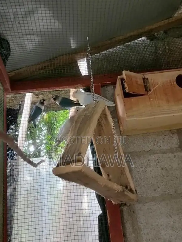 African Love Birds