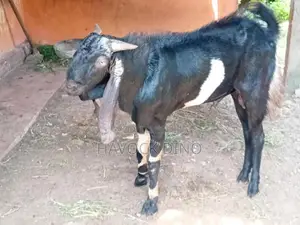 Kidai Aadu