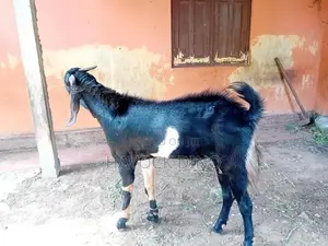 Kidai Aadu
